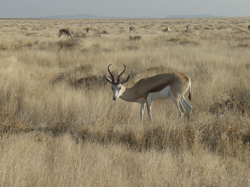 NAMIIA 2011 098.jpg